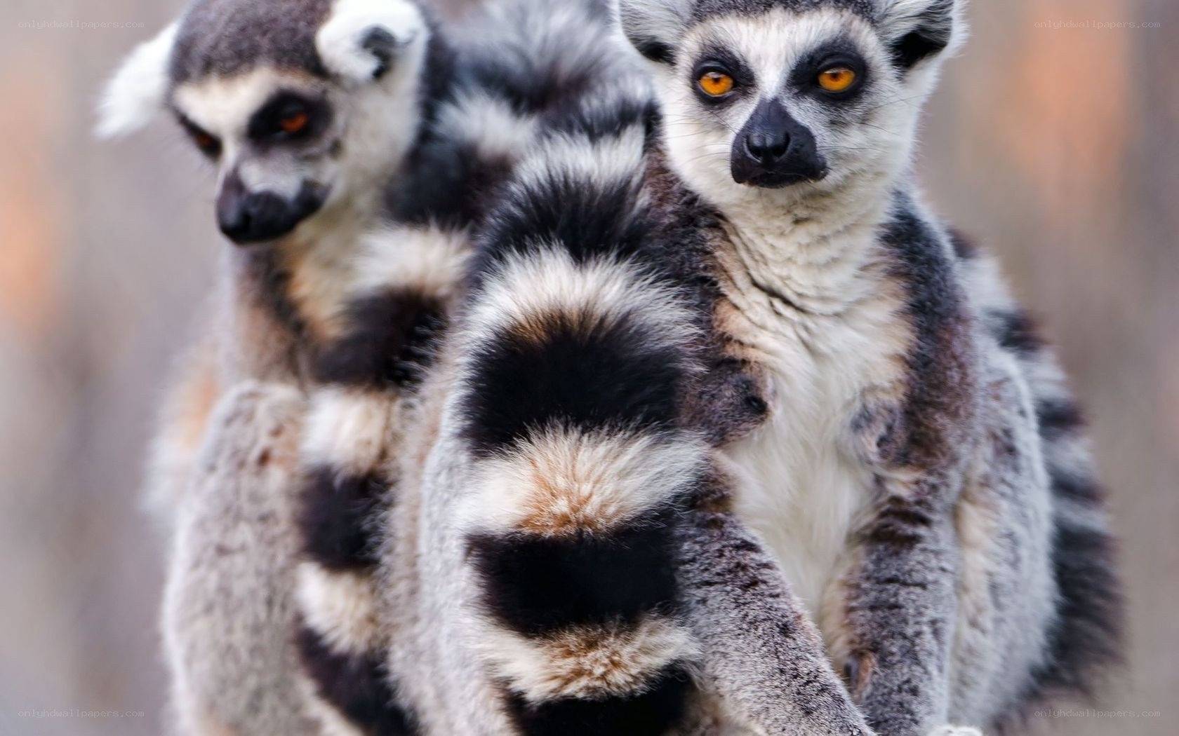 Two lemurs in close-up
