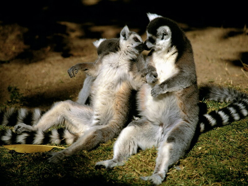 Two Lemurs Interacting — Gray