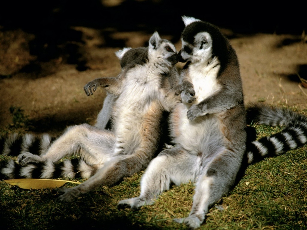 Two lemurs interacting