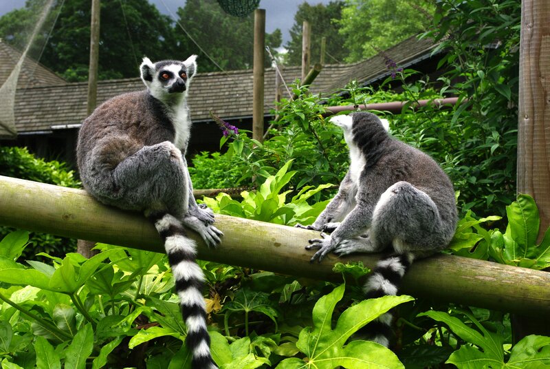 Two Lemurs on a Branch — Green