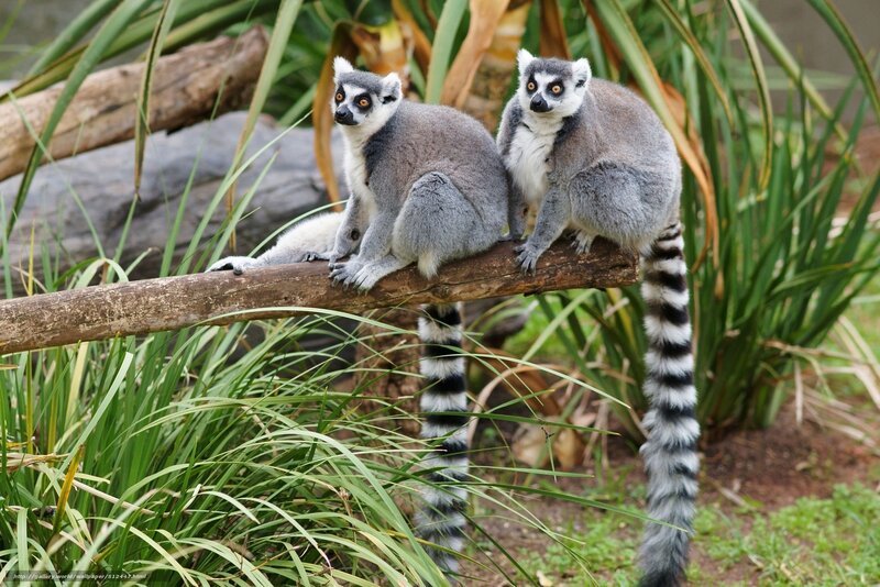 Two lemurs on a branch