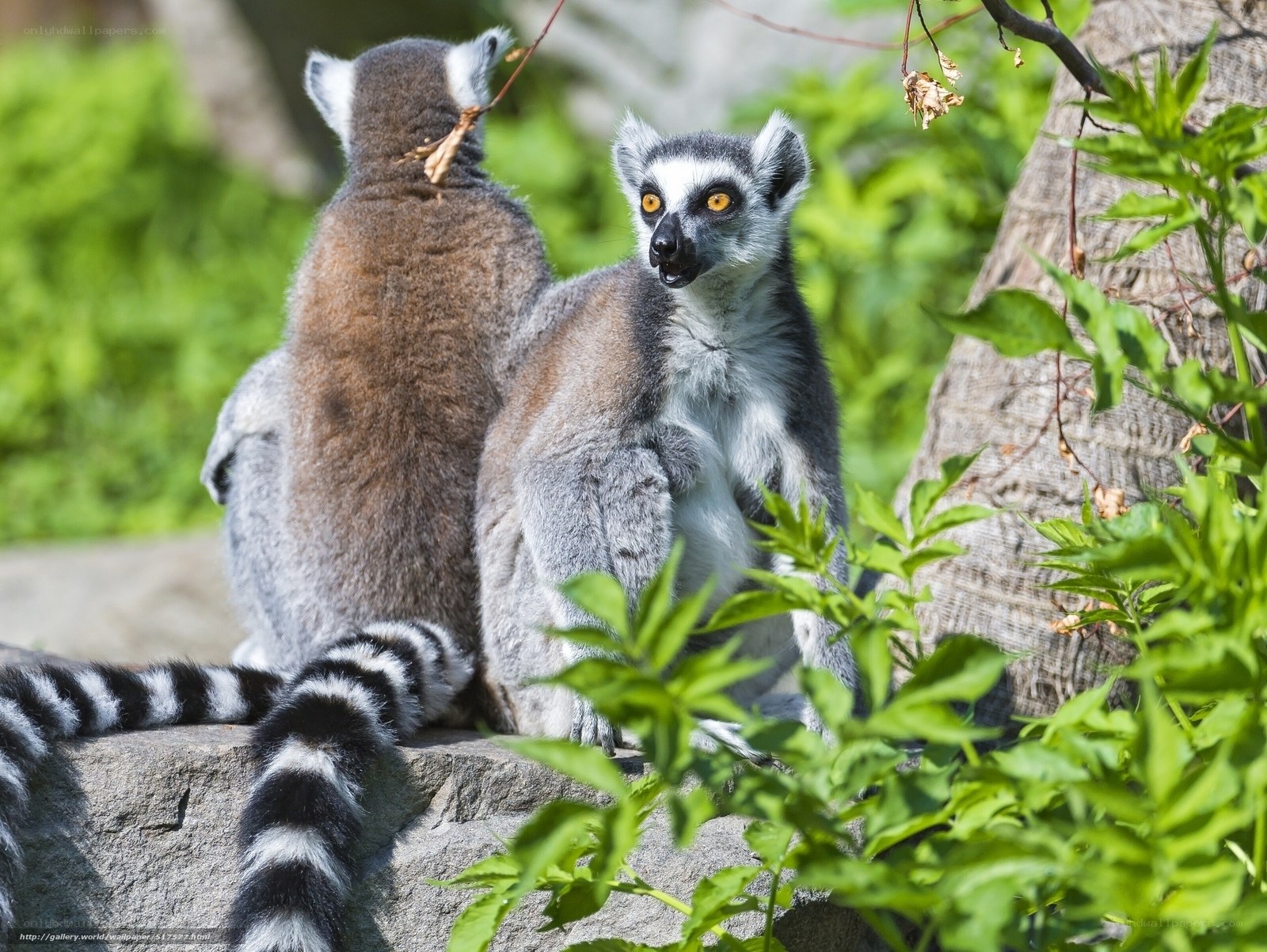 Two lemurs on a rock