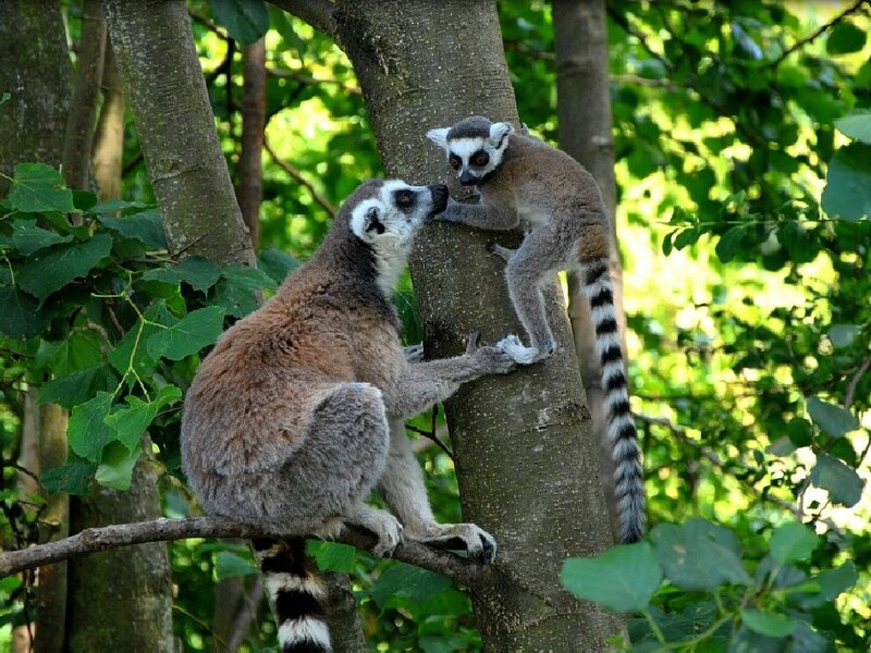 Two Lemurs on Tree