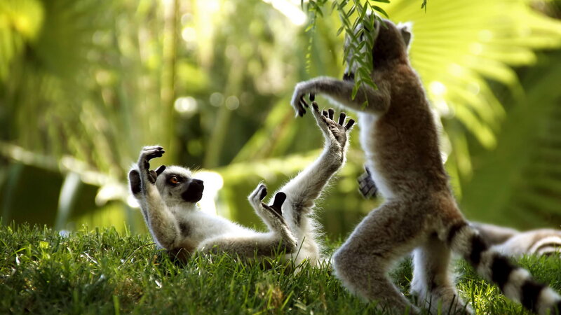 Two Lemurs Playing — Green, Playful, Afternoon