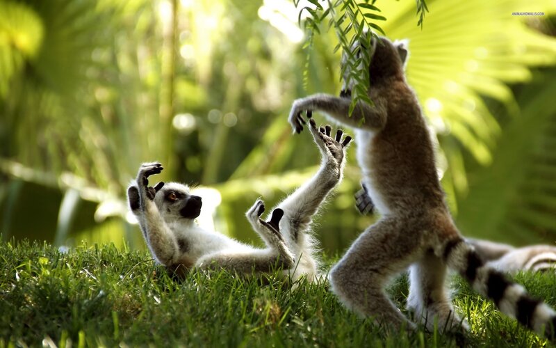 Two Lemurs Playing — Green, Playful