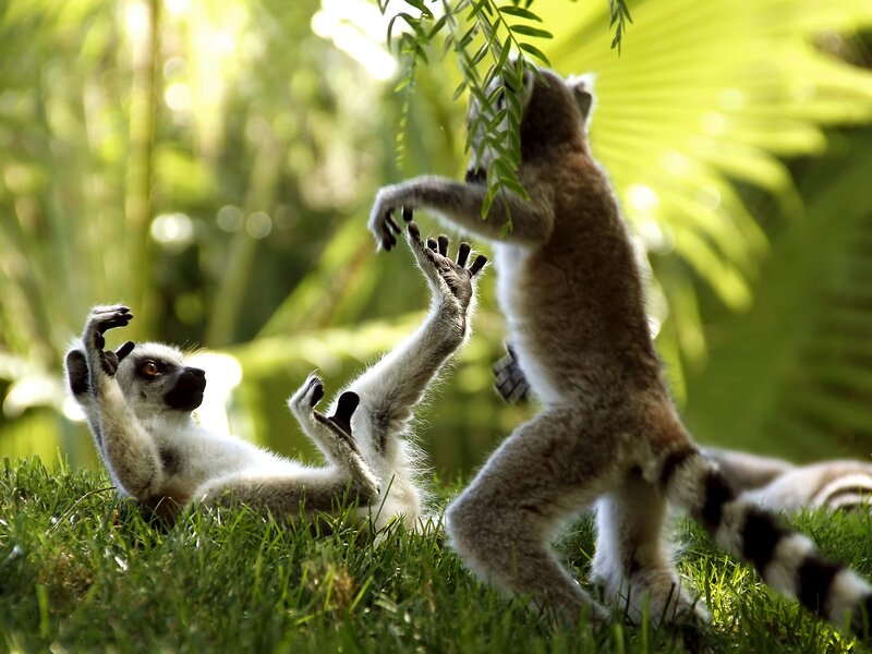 Two Lemurs Playing — Green