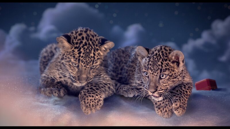 Two Leopard Cubs — Blue, Dreamy
