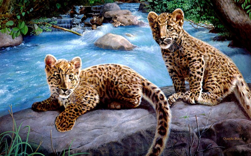 Two Leopard Cubs — Blue