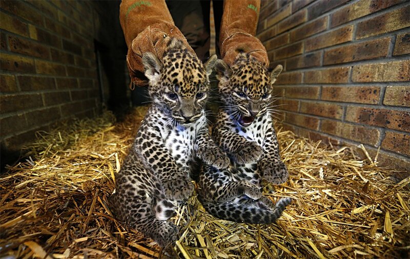 Two Leopard Cubs — Brown, Calm, Photograph, Straw