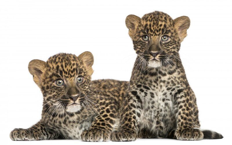 Two Leopard Cubs — Brown, Calm, Photograph