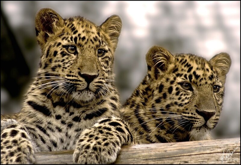 Two Leopard Cubs — Brown, Calm