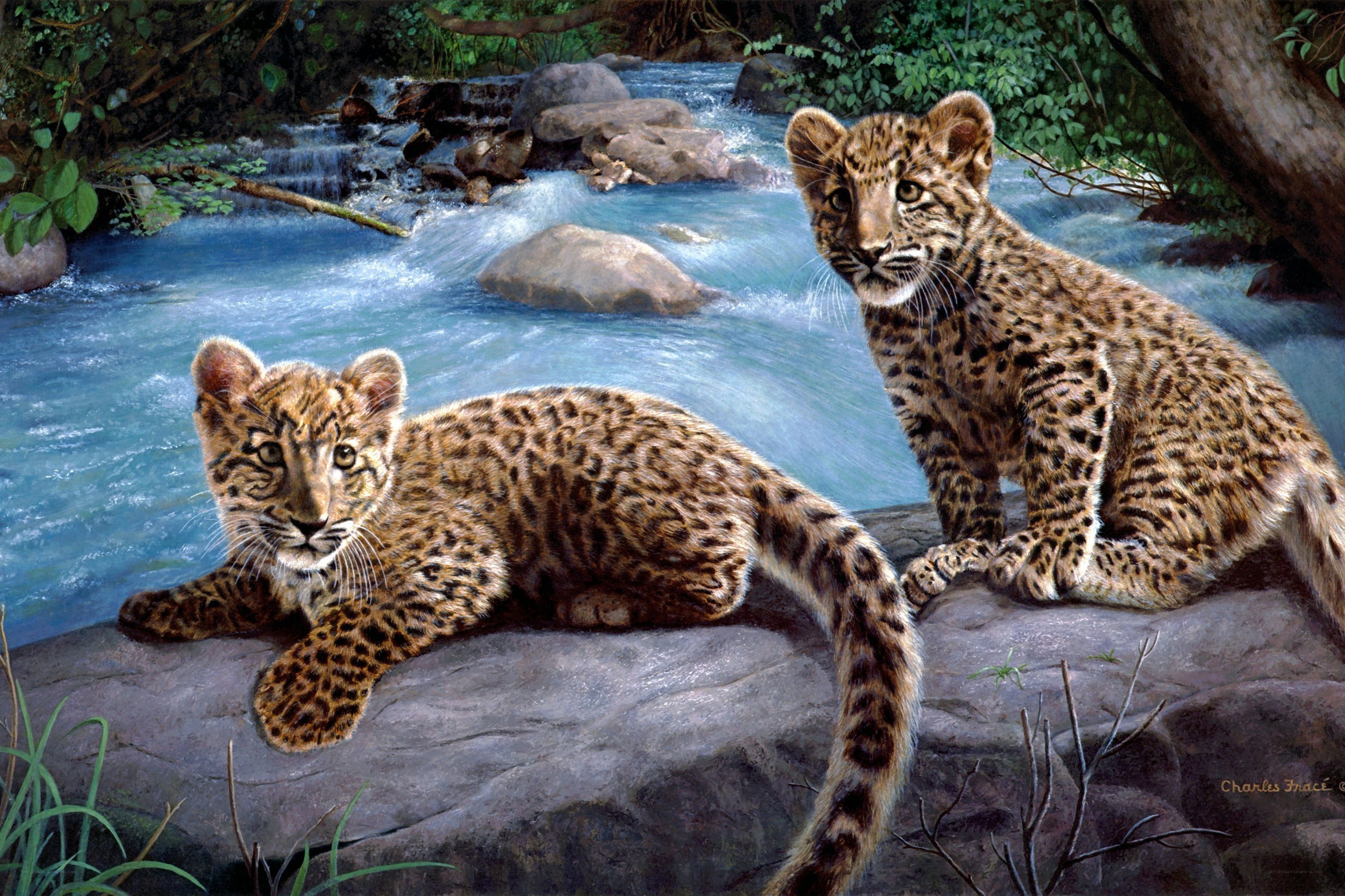 Two leopard cubs by a stream