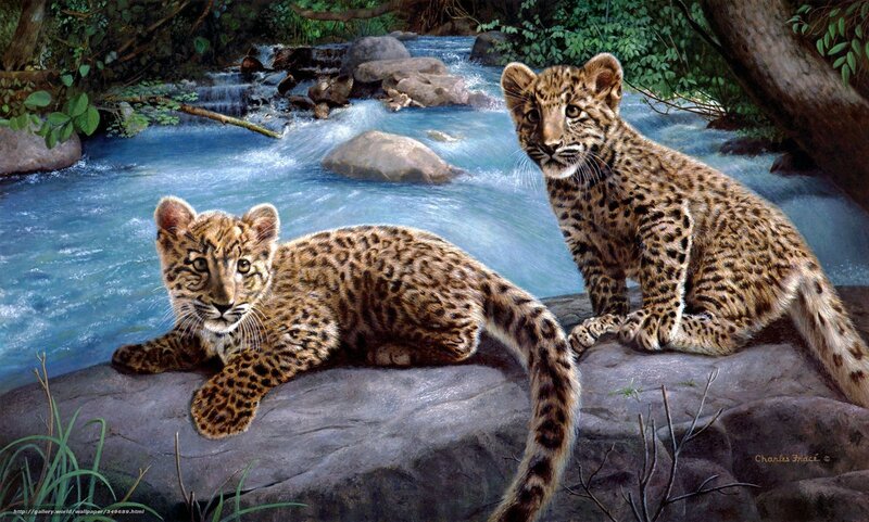 Two leopard cubs by a stream
