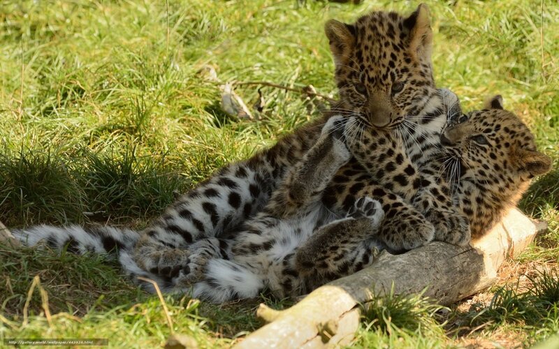 Two Leopard Cubs — Green