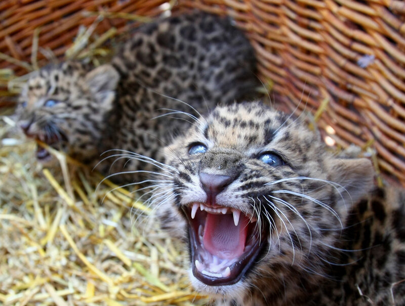 Two leopard cubs in a basket