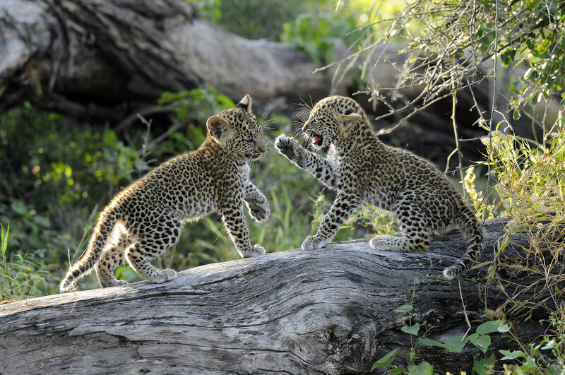 Two Leopard Cubs Playing — Brown