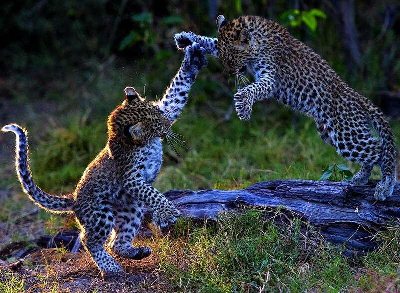 Two Leopard Cubs Playing — Green