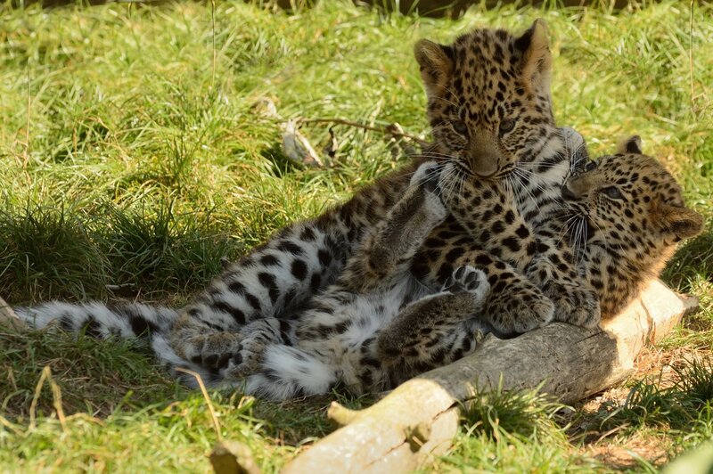 Two leopard cubs playing
