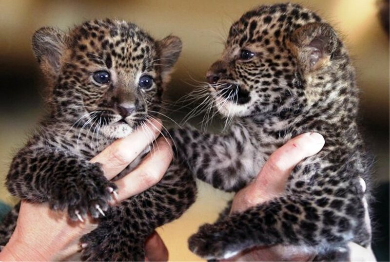 Two Leopard Cubs