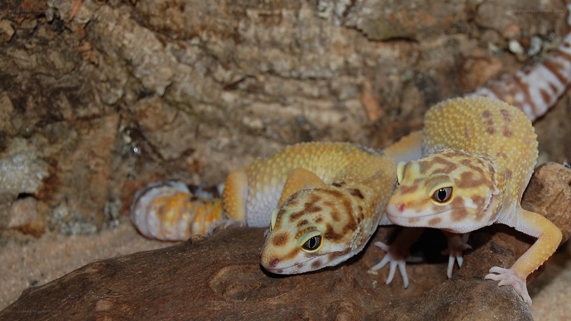 Two leopard geckos on a rock