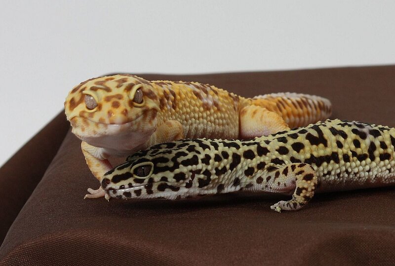 Two Leopard Geckos