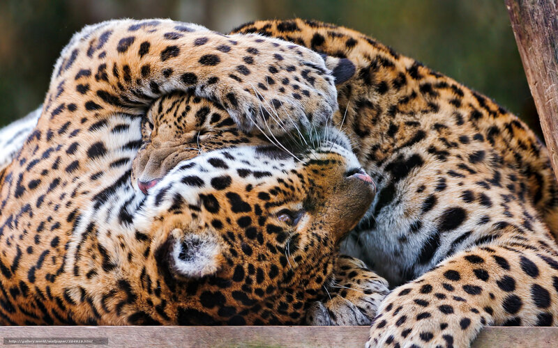 Two Leopards Cuddling — Brown