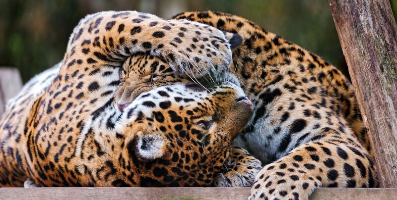 Two leopards cuddling