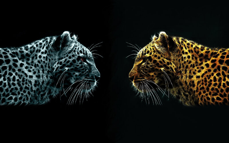Two leopards facing each other