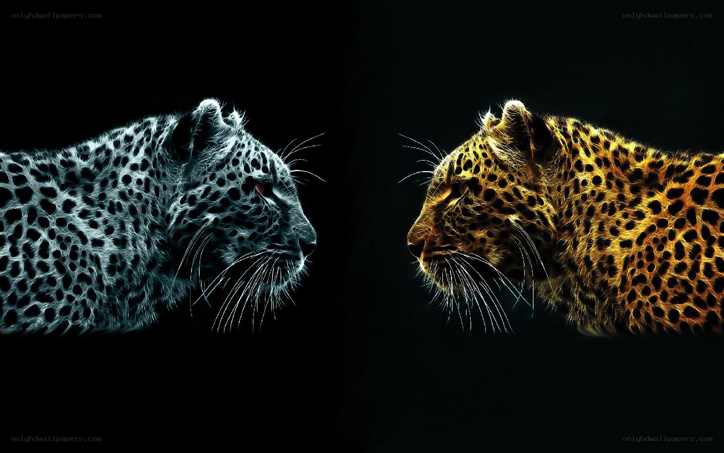 Two leopards facing each other