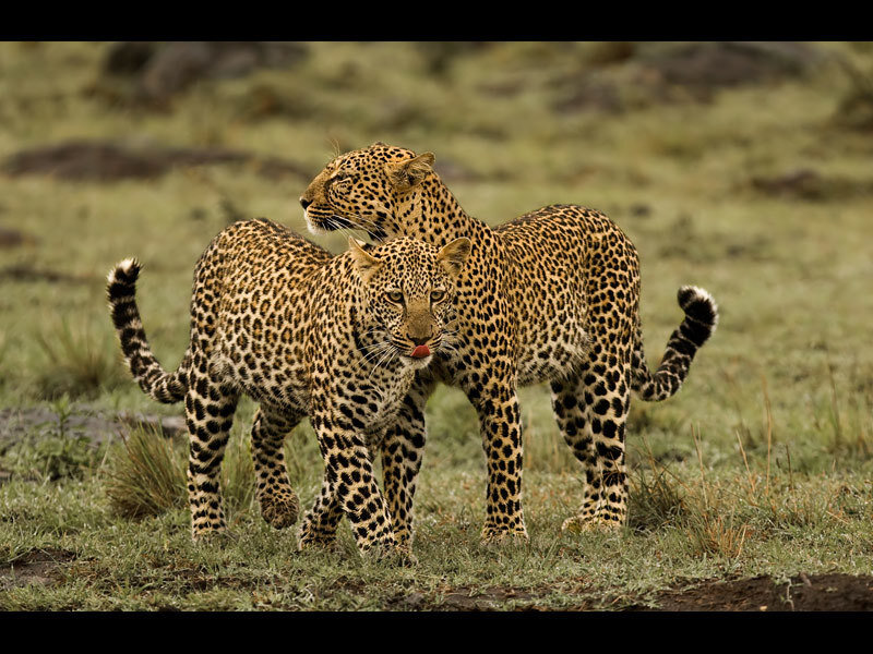 Two leopards in a grassy field