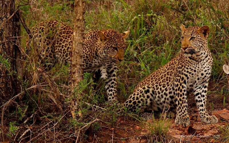 Two Leopards in Bush
