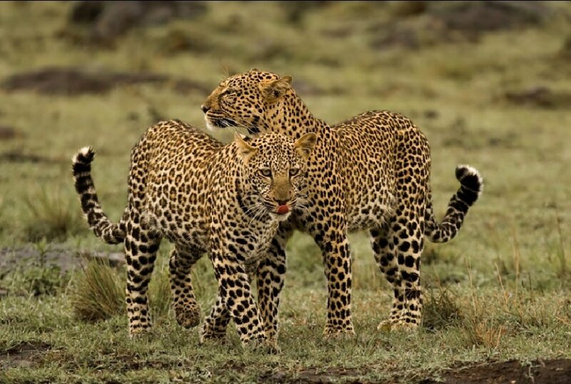 Two Leopards in Grass