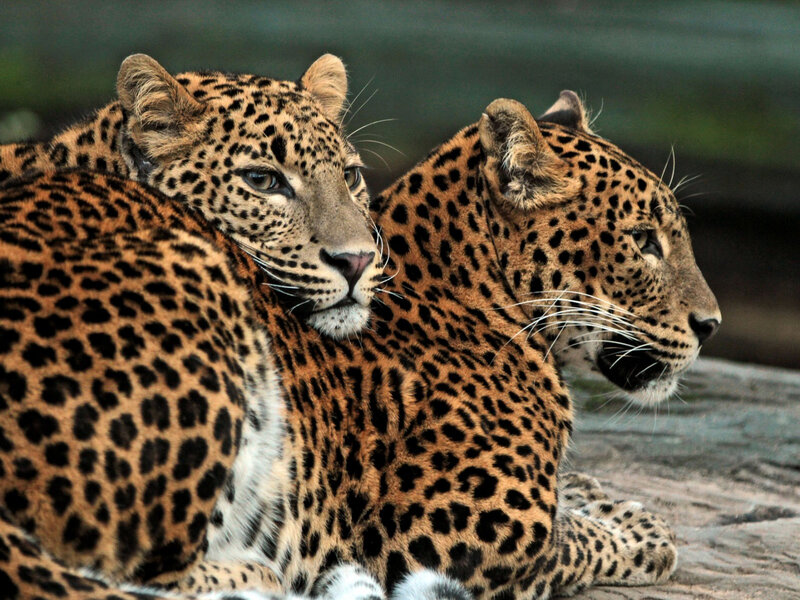 Two Leopards Lying