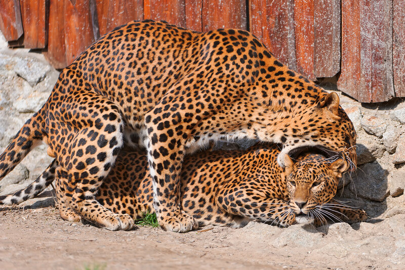 Two Leopards Mating