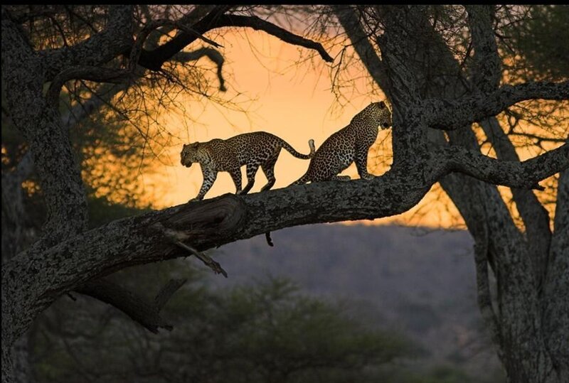 Two Leopards on a Branch — Orange, Dramatic, Sunset, Photograph, Tree, Sky