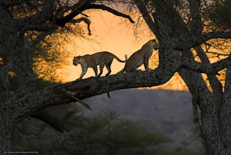 Two Leopards on a Branch — Orange, Dramatic, Sunset