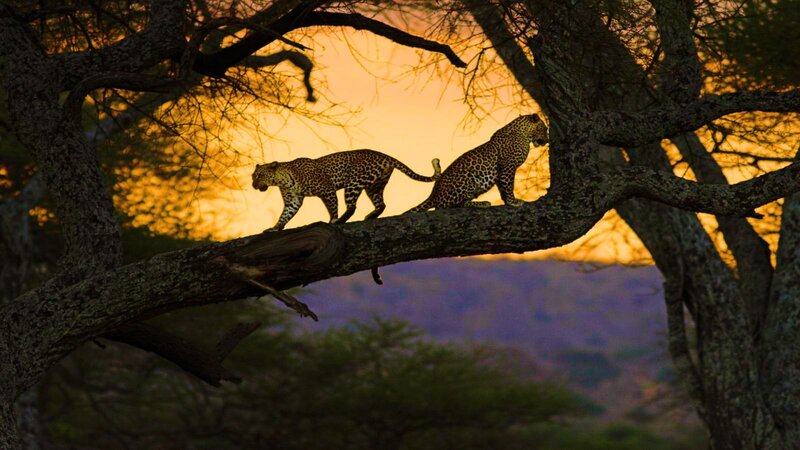 Two Leopards on a Branch — Orange, Dramatic