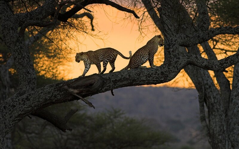 Two Leopards on a Branch — Orange