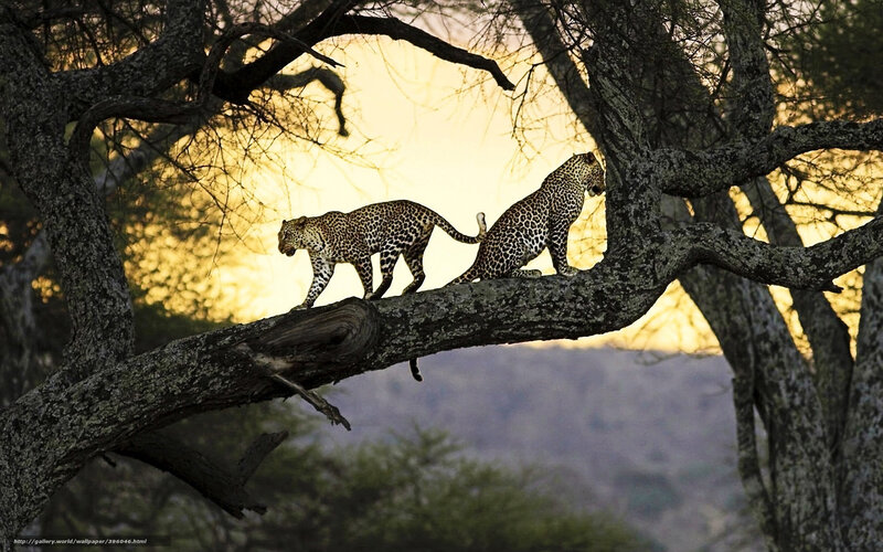 Two Leopards on a Branch — Yellow, Dramatic