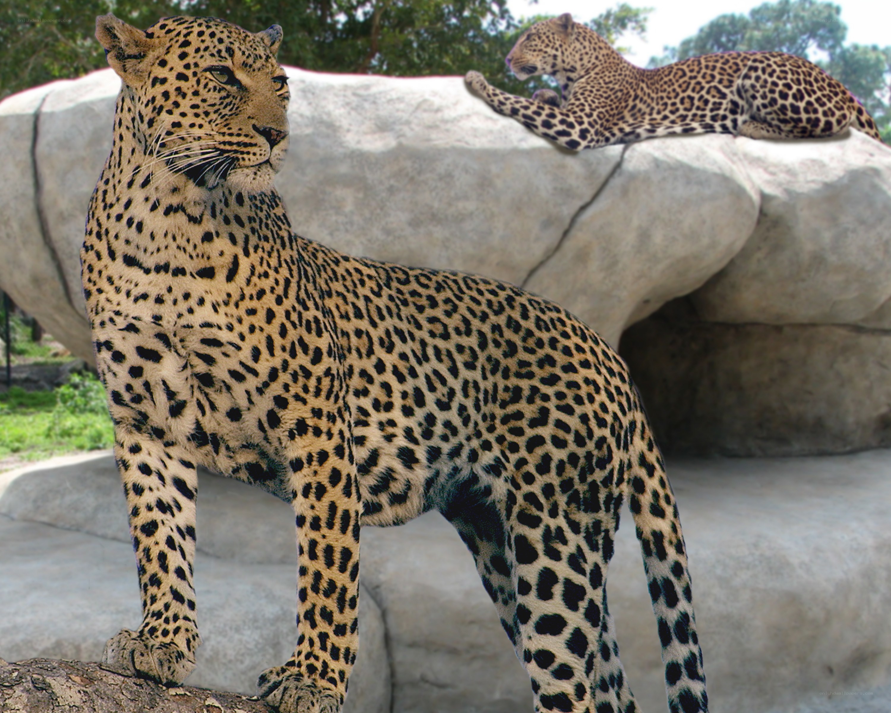Two leopards on a rock