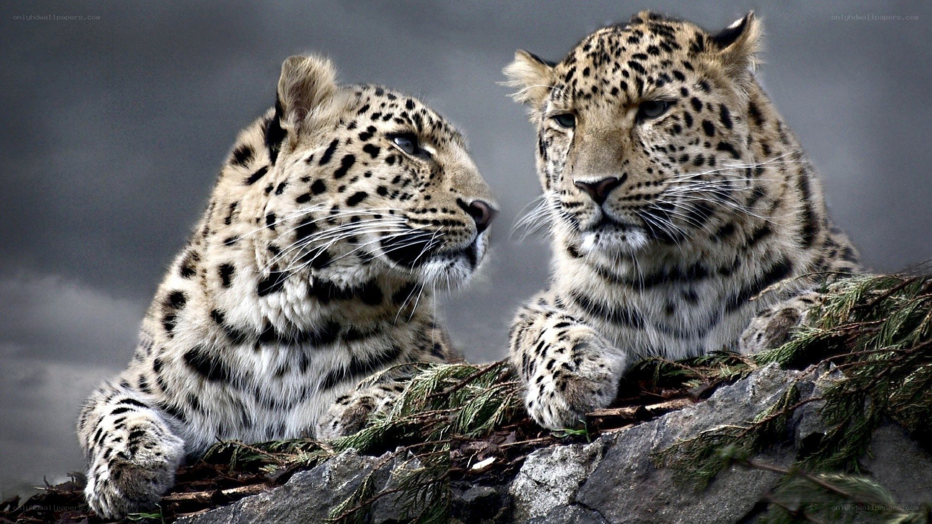 two leopards on a rocky outcrop