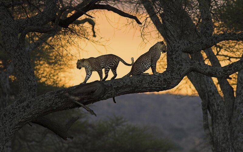 Two Leopards on Branch