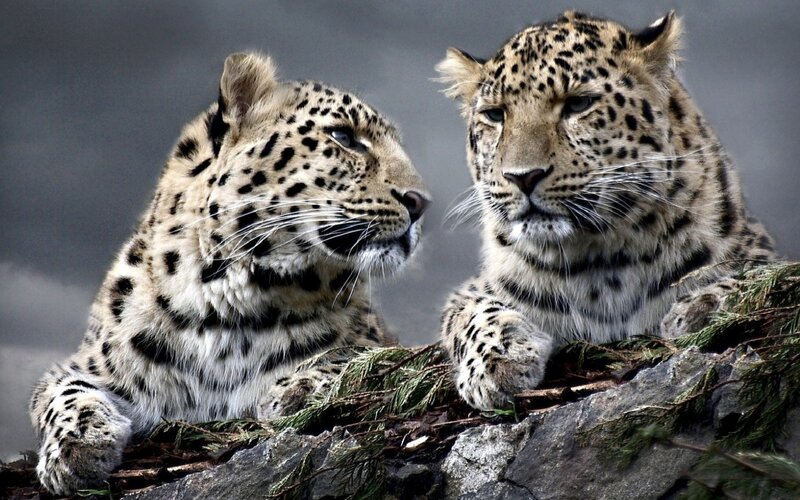 Two Leopards on Rocks