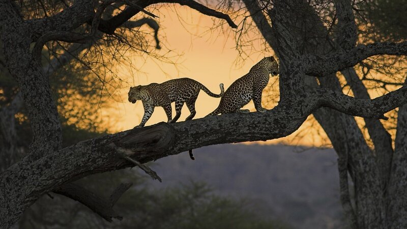 Two Leopards on Tree Branch — Orange, Dramatic