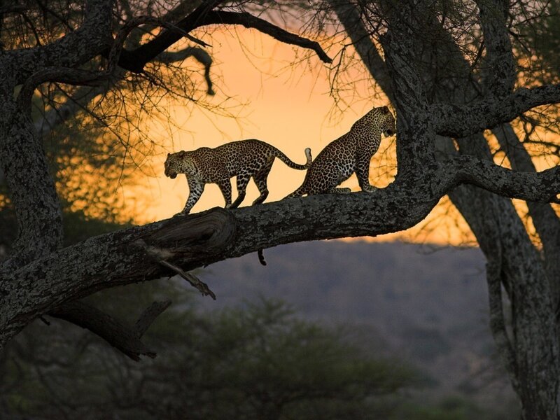 Two Leopards on Tree Branch