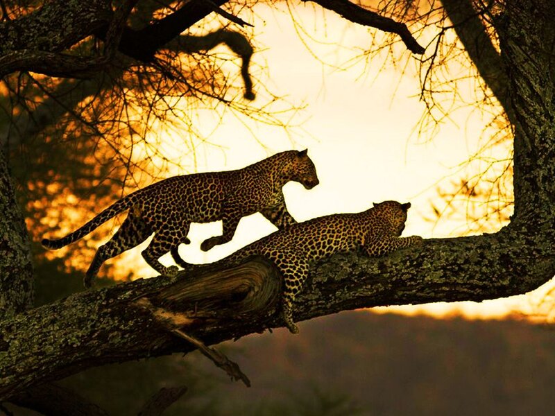 Two Leopards on Tree — Orange, Dramatic, Sunset, Photograph