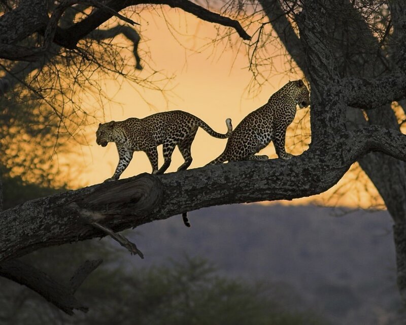 Two Leopards on Tree — Orange, Dramatic
