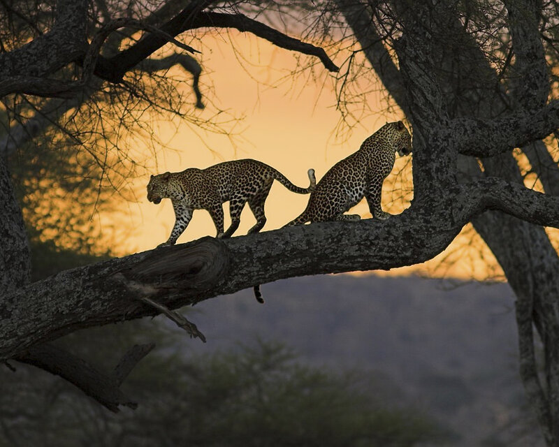 Two Leopards on Tree — Orange