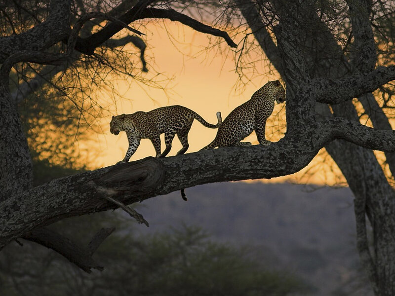 Two Leopards on Tree