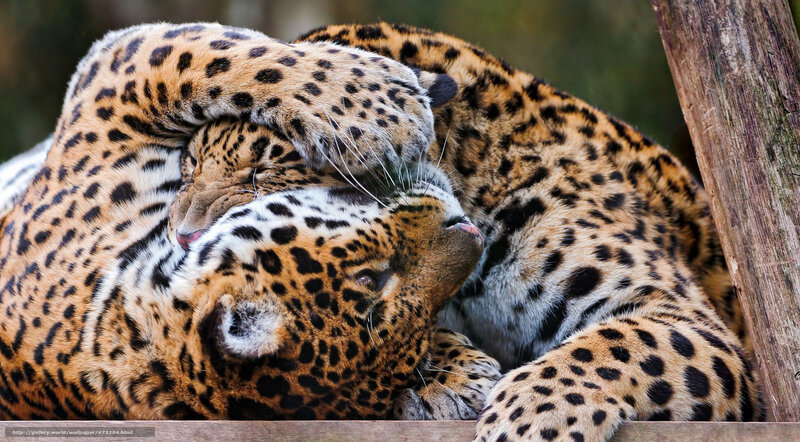 Two Leopards Playing — Brown